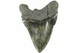 Huge, Fossil Megalodon Tooth - Repaired #226462-1
